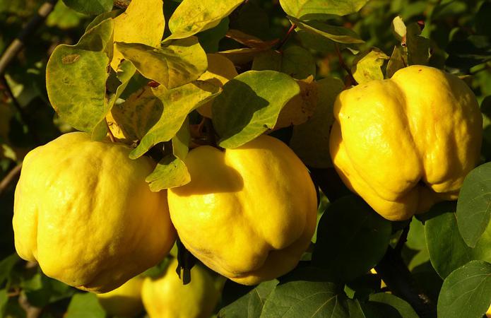  Шведы «подсели» на украинские фрукты