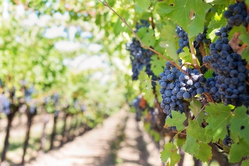  Абсолютно стійких сортів винограду до оїдіуму не існує — експерт