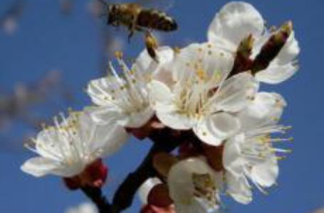 ФАО перевидало оновлені посібники із запилення культивованих рослин