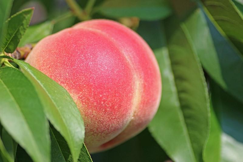  Ціна на вітчизняні персики викликає незадоволення українських виробників