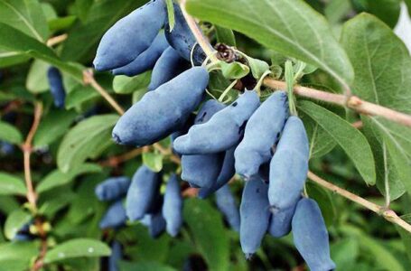 Польські фермери збираються викорчувати плантації жимолості