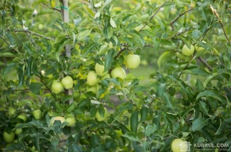 Садівники хочуть встановити ПДВ для галузі на рівні 7%