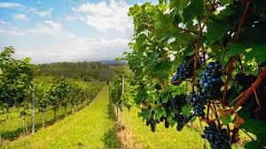  У МінАПК офіційно оприлюднили зони виробництва винограду на території України