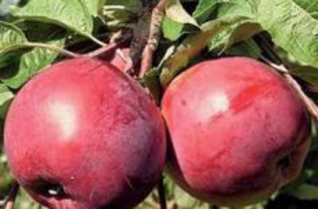 Українські вчені відібрали сорти яблуні з імунітетом до парші