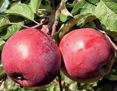 Українські вчені відібрали сорти яблуні з імунітетом до парші