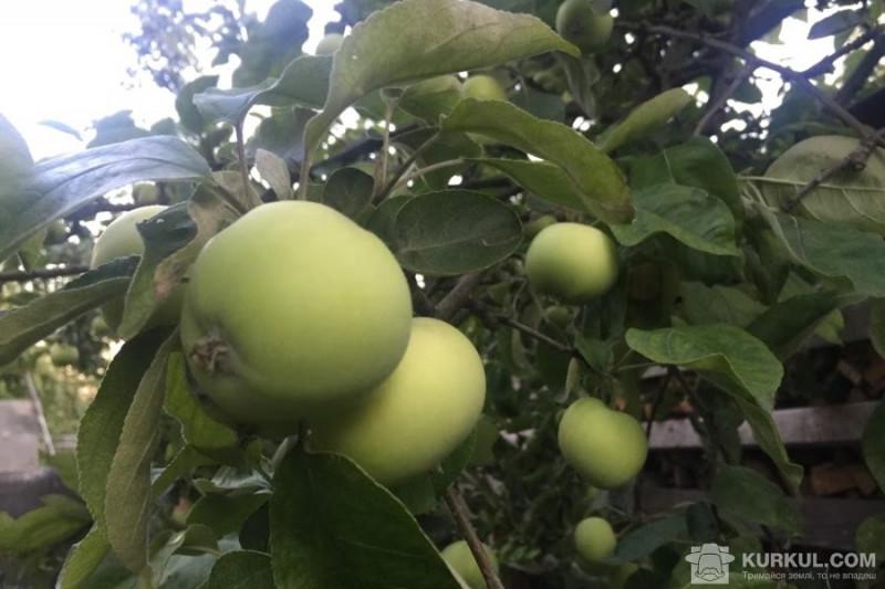  Садівники занепокоїлись низькими цінами на ранні яблука
