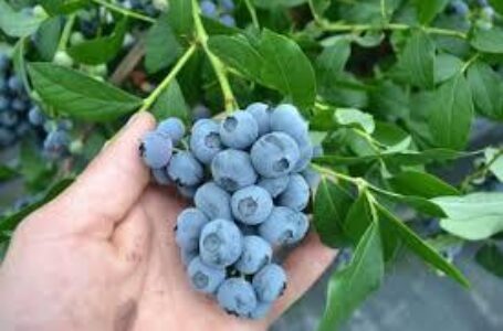 На Волині активно розширюють насадження лохини