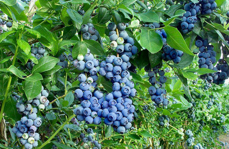  Ситуация на украинском рынке голубики усугубилась существенным увеличением предложения ягоды невысокого качества