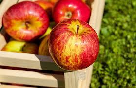  Дополнительная премия за органическое яблоко составит 50-100%