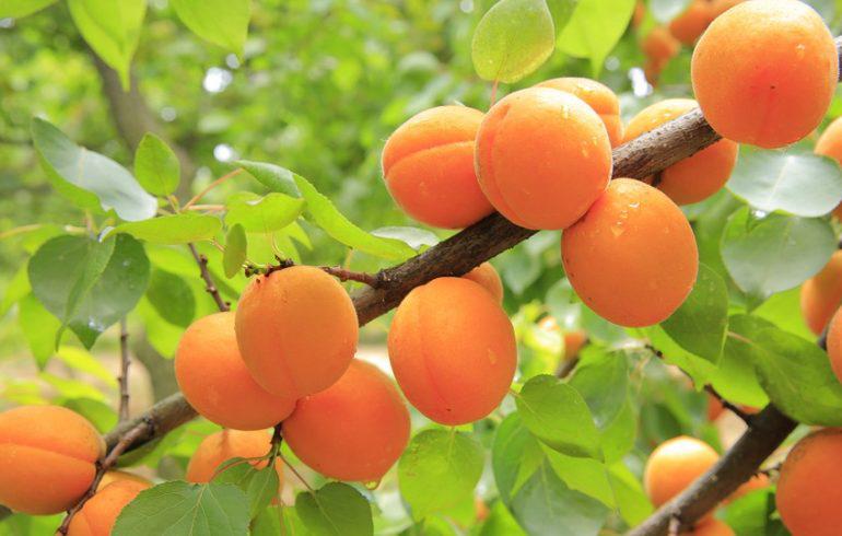  Українські садівники підвищують ціни на абрикоси