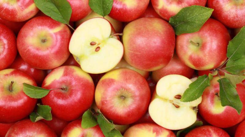  В Польше прогнозируют рекордный урожай яблок
