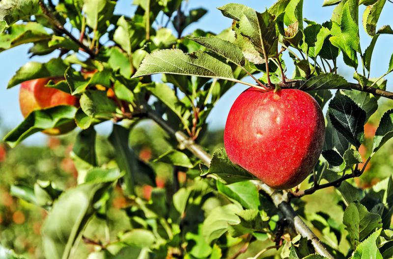  Новозеландський виробник техніки випустить обладнання для пакування яблук