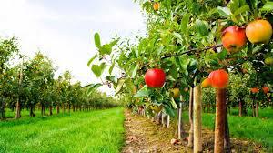  Європа купує понад 60% української продукції садівництва