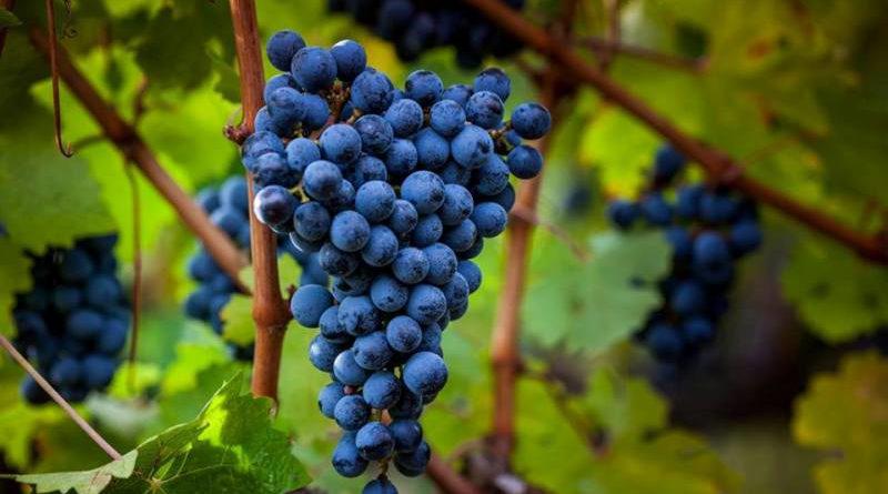  Из Одесской области в ЕС будут экспортировать идентифицированное вино в больших количествах