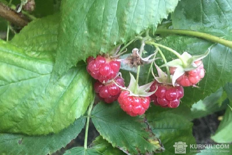  Садівники нарощують площі під ягодами через збільшення попиту у ЄС