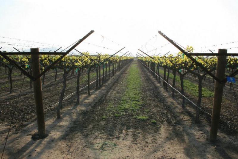 Виноградари юга Молдовы осваивают технологию Gable