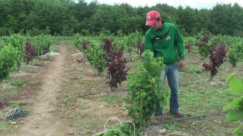  В Україні може зникнути унікальний фундуковий сад
