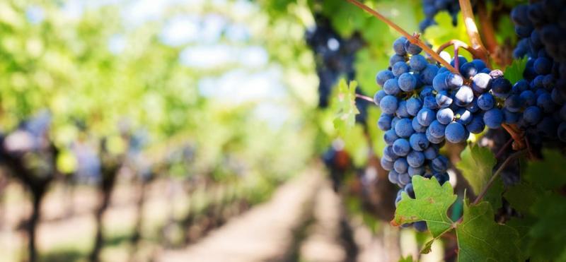  На виноградниках Франции не хватает сборщиков урожая