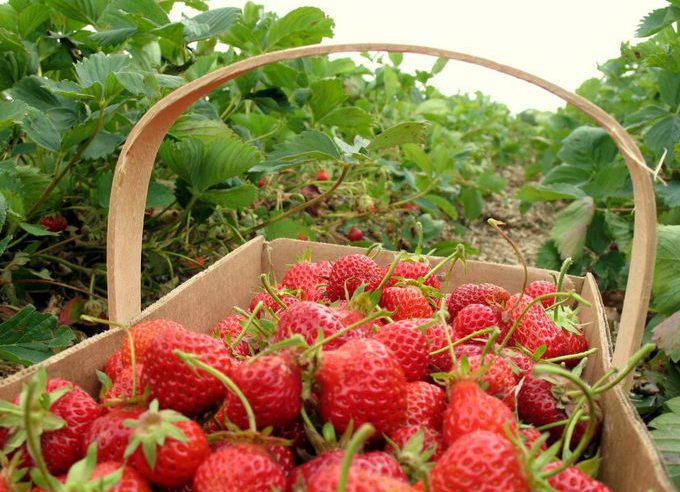  Українські ягоди та горіхи найбільше споживають країни ЄС