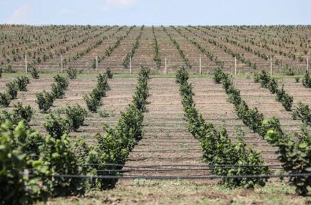 В Одесской области выращивают фундук для Европы