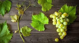  Закупочные цены на виноград в Молдове могут увеличится