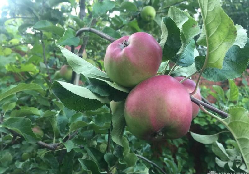  На Півдні яблука впали в ціні до 2-3 грн/кг
