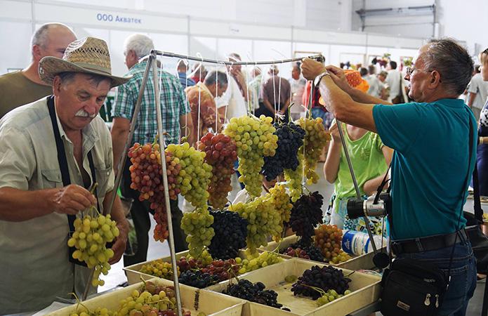  Производство столового винограда увеличилось до 10%