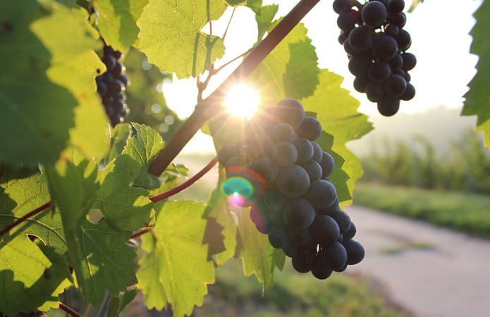  Украинские виноделы начали уборку винограда раньше обычного