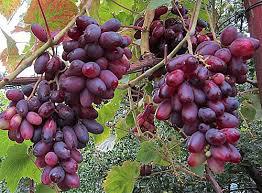  «Баядера Групп» планирует увеличить площадь виноградников на 200 га