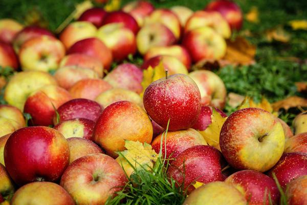  В Польше не хватает рабочей силы, чтобы собрать большой урожай яблока