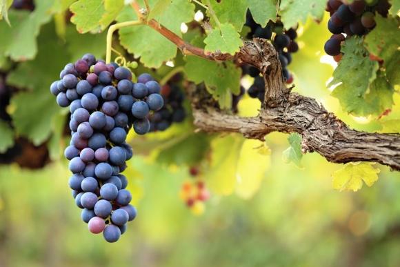  Закарпатские виноделы собирают рекордный урожай винограда