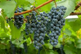  Узбекский столовый виноград не выдерживает конкуренции на рынке Украины