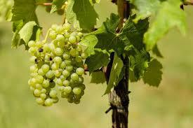  Армянские ученые восстановят утраченные сорта винограда