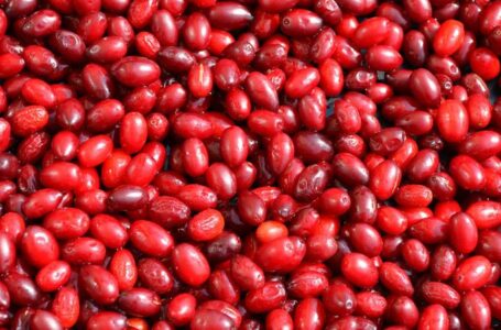 В Украине запланировано увеличение кизиловых садов