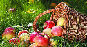  В Украине стремительно дорожают яблоки