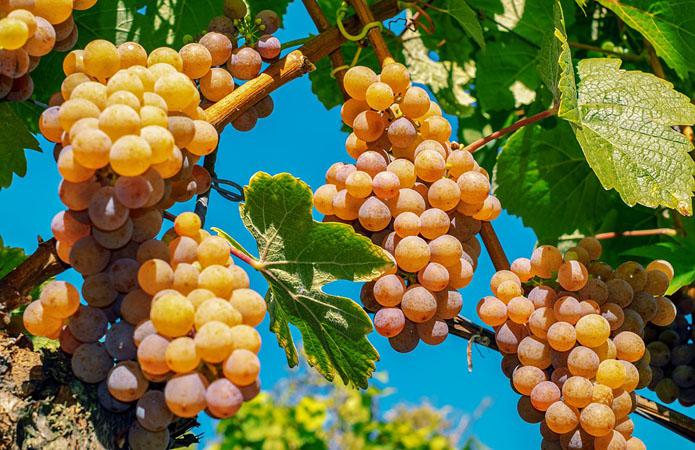  В Грузии ожидается рекордный урожай винограда за 30 лет