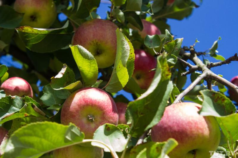  Борьба с избытком яблок по-белорусски – готовится указ об обязательной продаже от двух до шести позиций яблок в магазинах страны