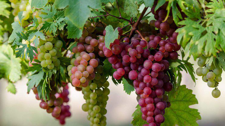  Українські виноградарі зберуть на 10% більше врожаю
