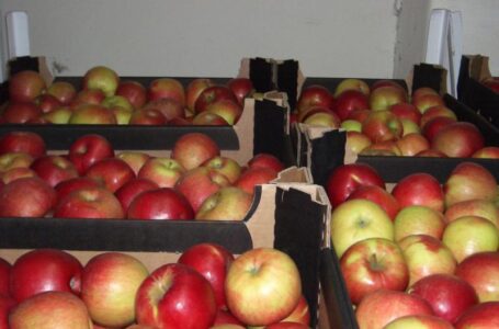 Польские фермеры могут собрать даже больше яблока, чем ожидалось – WAPA