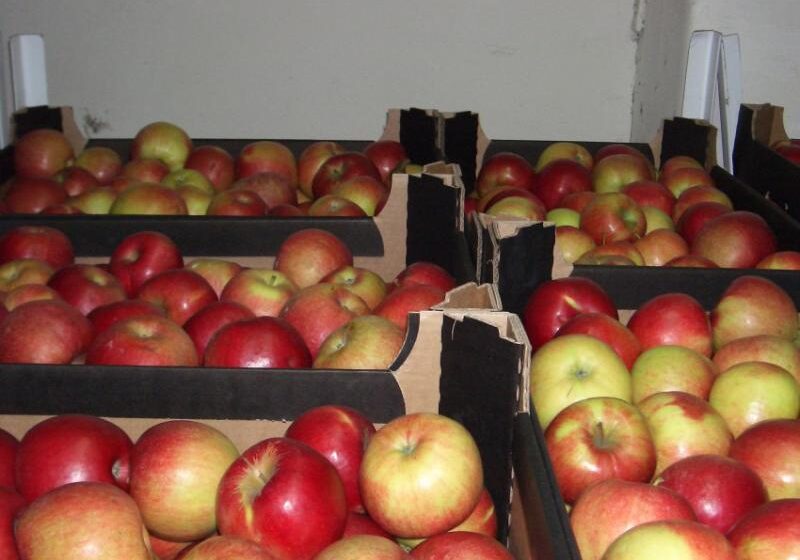  Польские фермеры могут собрать даже больше яблока, чем ожидалось – WAPA