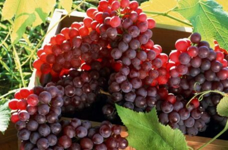 Молдова использовала более 80% льготной квоты на экспорт столового винограда в Евросоюз