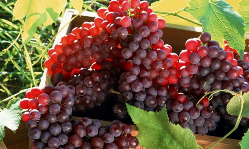  Молдова использовала более 80% льготной квоты на экспорт столового винограда в Евросоюз