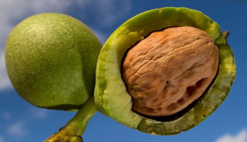  Из-за резкого снижения цен в Молдове урожай грецкого ореха поздних сортов может остаться на деревьях
