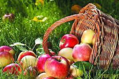 Європа купує українаські яблука більш ніж вдвічі дорожче за Білорусь