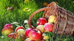  Європа купує українаські яблука більш ніж вдвічі дорожче за Білорусь