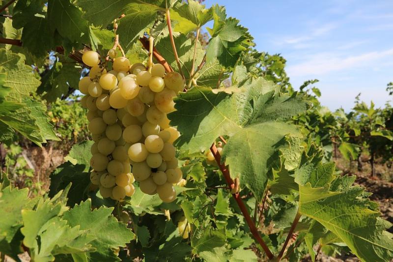  Грузия в сезоне-2018 собрала рекордный урожай винограда
