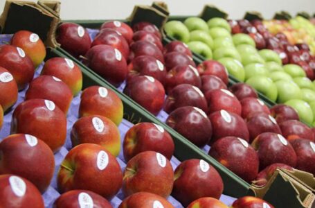 Гибрид ореха и яблока: в Молдове вывели необычный фрукт