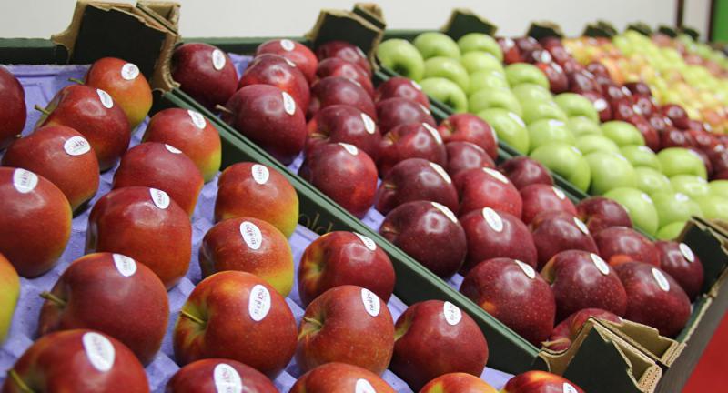  Гибрид ореха и яблока: в Молдове вывели необычный фрукт