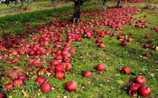  Фермер выбрасывает яблоко в поле в качестве удобрения и обвиняет в сговоре переработчиков (видео)
