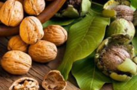 В Україні очікують зростання врожаю горіхів до 127 тисяч тонн